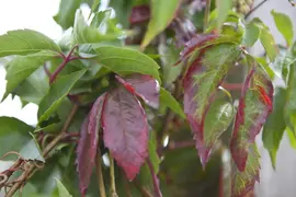 Parthenocissus quinquefolia (Wilde wingerd) klimplant - afbeelding 12