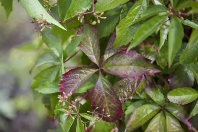 Parthenocissus quinquefolia (Wilde wingerd) klimplant - afbeelding 14
