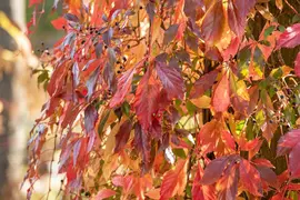 Parthenocissus quinquefolia (Wilde wingerd) klimplant - afbeelding 19