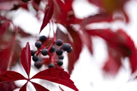 Parthenocissus quinquefolia (Wilde wingerd) klimplant - afbeelding 20