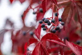 Parthenocissus quinquefolia (Wilde wingerd) klimplant - afbeelding 21