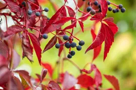 Parthenocissus quinquefolia (Wilde wingerd) klimplant - afbeelding 22