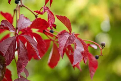 Parthenocissus quinquefolia (Wilde wingerd) klimplant - afbeelding 23