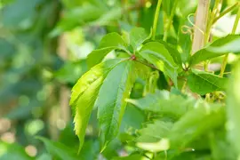 Parthenocissus quinquefolia (Wilde wingerd) klimplant - afbeelding 25