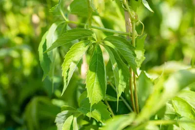 Parthenocissus quinquefolia (Wilde wingerd) klimplant - afbeelding 26