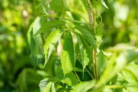 Parthenocissus quinquefolia (Wilde wingerd) klimplant - afbeelding 26