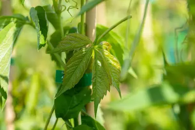 Parthenocissus quinquefolia (Wilde wingerd) klimplant - afbeelding 27