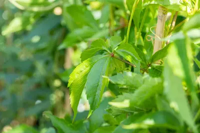 Parthenocissus quinquefolia (Wilde wingerd) klimplant - afbeelding 28