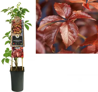 Parthenocissus quinquefolia (Wilde wingerd) klimplant - afbeelding 1