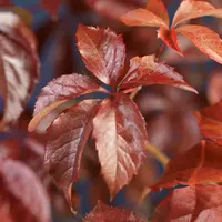 Parthenocissus quinquefolia (Wilde wingerd) klimplant - afbeelding 3