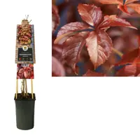 Parthenocissus quinquefolia (Wilde wingerd) klimplant 75cm - afbeelding 2