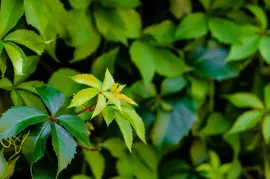 Parthenocissus quinquefolia (Wilde wingerd) klimplant 75cm - afbeelding 4