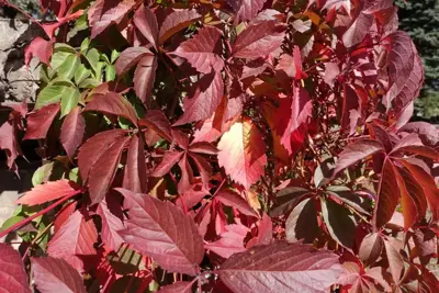 Parthenocissus quinquefolia (Wilde wingerd) klimplant 75cm - afbeelding 3