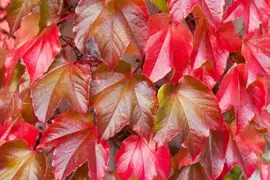 Parthenocissus quinquefolia (Wilde wingerd) klimplant 75cm - afbeelding 4