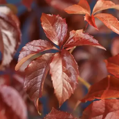 Parthenocissus quinquefolia (Wilde wingerd) klimplant 75cm - afbeelding 3