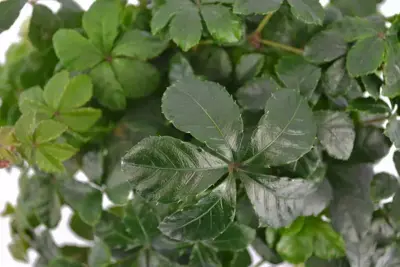 Parthenocissus striata (Suikerdruifje) 20cm - afbeelding 2