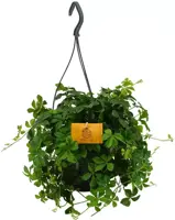 Parthenocissus striata (Suikerdruifje) 25cm - afbeelding 1