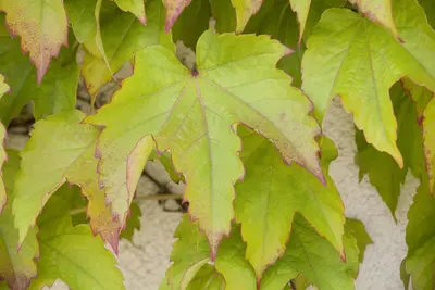 Parthenocissus tricuspidata 'Green Spring' (Vijfbladige wingerd 'Green Spring') - afbeelding 1