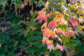 Parthenocissus tricuspidata 'Veitchii' (Wilde wingerd) klimplant - afbeelding 3
