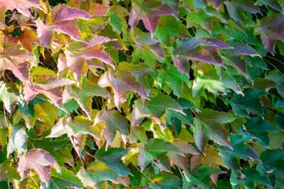Parthenocissus tricuspidata 'Veitchii' (Wilde wingerd) klimplant - afbeelding 4