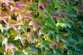 Parthenocissus tricuspidata 'Veitchii' (Wilde wingerd) klimplant - afbeelding 4
