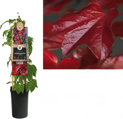 Parthenocissus tricuspidata 'Veitchii' (Wilde wingerd) klimplant - afbeelding 1