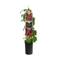 Parthenocissus tricuspidata 'Veitchii' (Wilde wingerd) klimplant - afbeelding 2