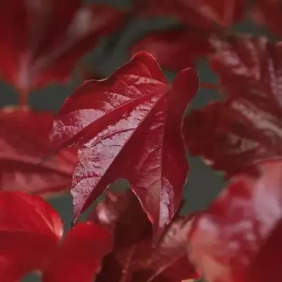 Parthenocissus tricuspidata 'Veitchii' (Wilde wingerd) klimplant - afbeelding 5