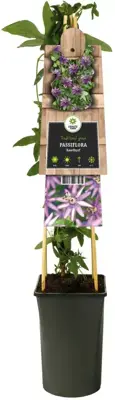 Passiflora 'Amethyst' (Passiebloem) klimplant - afbeelding 2