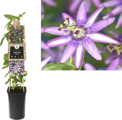 Passiflora 'Amethyst' (Passiebloem) klimplant - afbeelding 1
