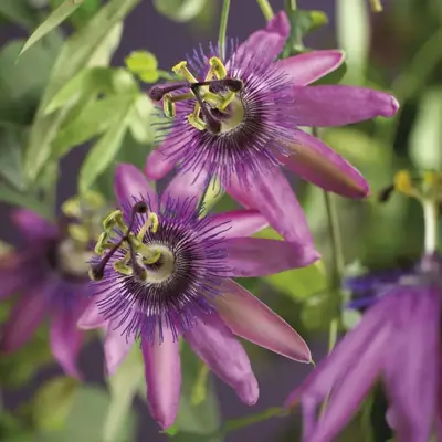 Passiflora 'Amethyst' (Passiebloem) klimplant - afbeelding 3