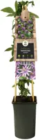 Passiflora 'Amethyst' (Passiebloem) klimplant 75cm - afbeelding 2