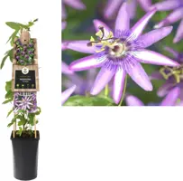 Passiflora 'Amethyst' (Passiebloem) klimplant 75cm - afbeelding 1