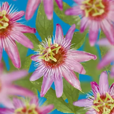 Passiflora 'Anastasia' (Passiebloem) klimplant 75cm - afbeelding 2