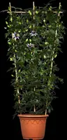 Passiflora 'Anastasia' (Passiebloem) klimplant 75cm - afbeelding 6