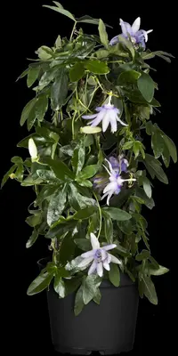 Passiflora 'Anastasia' (Passiebloem) klimplant 75cm - afbeelding 3