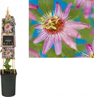Passiflora 'Anastasia' (Passiebloem) klimplant 75cm - afbeelding 1