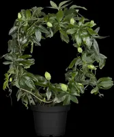 Passiflora 'Beauty of Hannover' (Passiebloem) klimplant - afbeelding 5