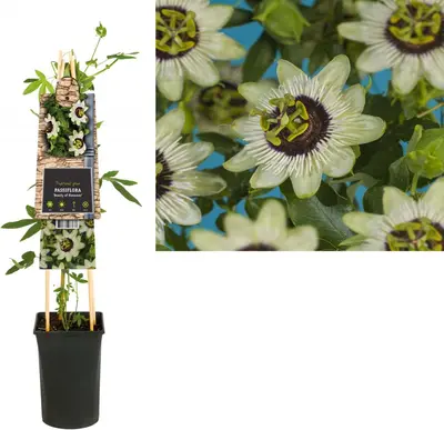 Passiflora 'Beauty of Hannover' (Passiebloem) klimplant - afbeelding 1