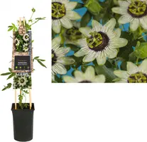 Passiflora 'Beauty of Hannover' (Passiebloem) klimplant - afbeelding 1