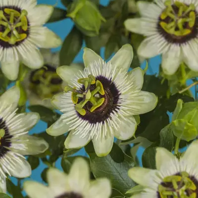 Passiflora 'Beauty of Hannover' (Passiebloem) klimplant 75cm - afbeelding 2