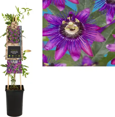 Passiflora Beervelde () klimplant 75cm - afbeelding 1