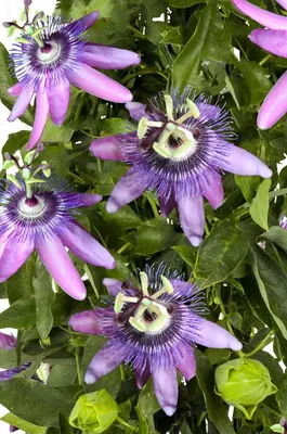 Passiflora 'Betty Miles Young' (Passiebloem) klimplant - afbeelding 2