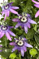 Passiflora 'Betty Miles Young' (Passiebloem) klimplant - afbeelding 2