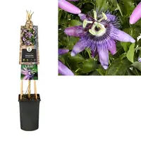 Passiflora 'Betty Miles Young' (Passiebloem) klimplant - afbeelding 1