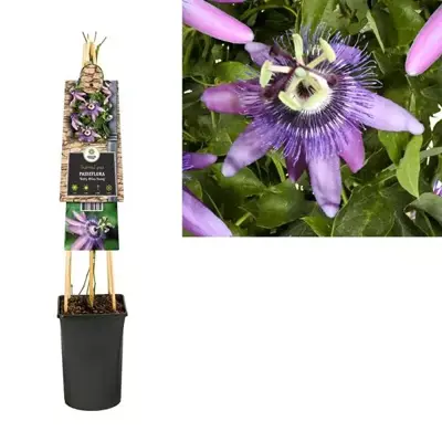 Passiflora 'Betty Miles Young' (Passiebloem) klimplant 75cm - afbeelding 1