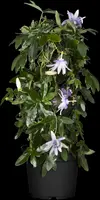 Passiflora 'Betty Miles Young' (Passiebloem) klimplant 75cm - afbeelding 3