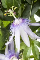 Passiflora 'Betty Miles Young' (Passiebloem) klimplant 75cm - afbeelding 4