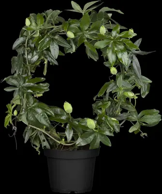Passiflora 'Betty Miles Young' (Passiebloem) klimplant 75cm - afbeelding 5