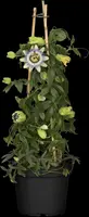 Passiflora caerulea (Passiebloem) - afbeelding 9